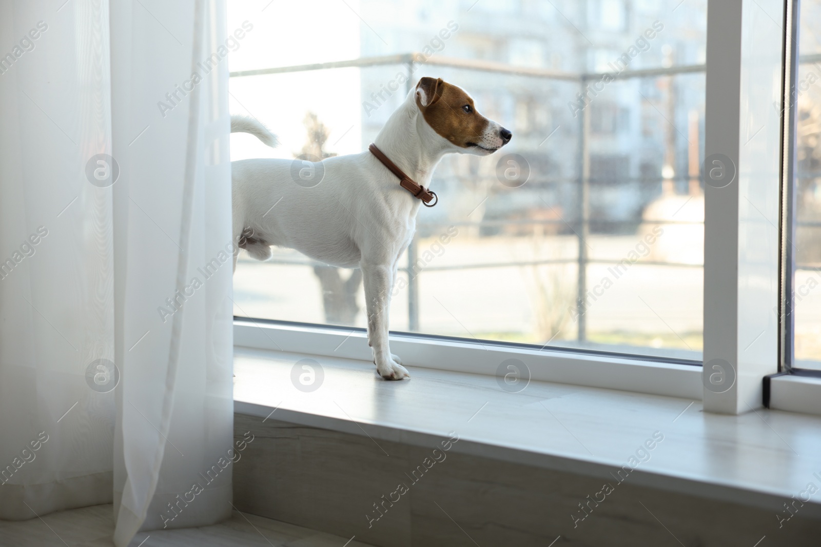 Photo of Cute Jack Russell Terrier on windowsill indoors