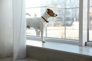 Cute Jack Russell Terrier on windowsill indoors