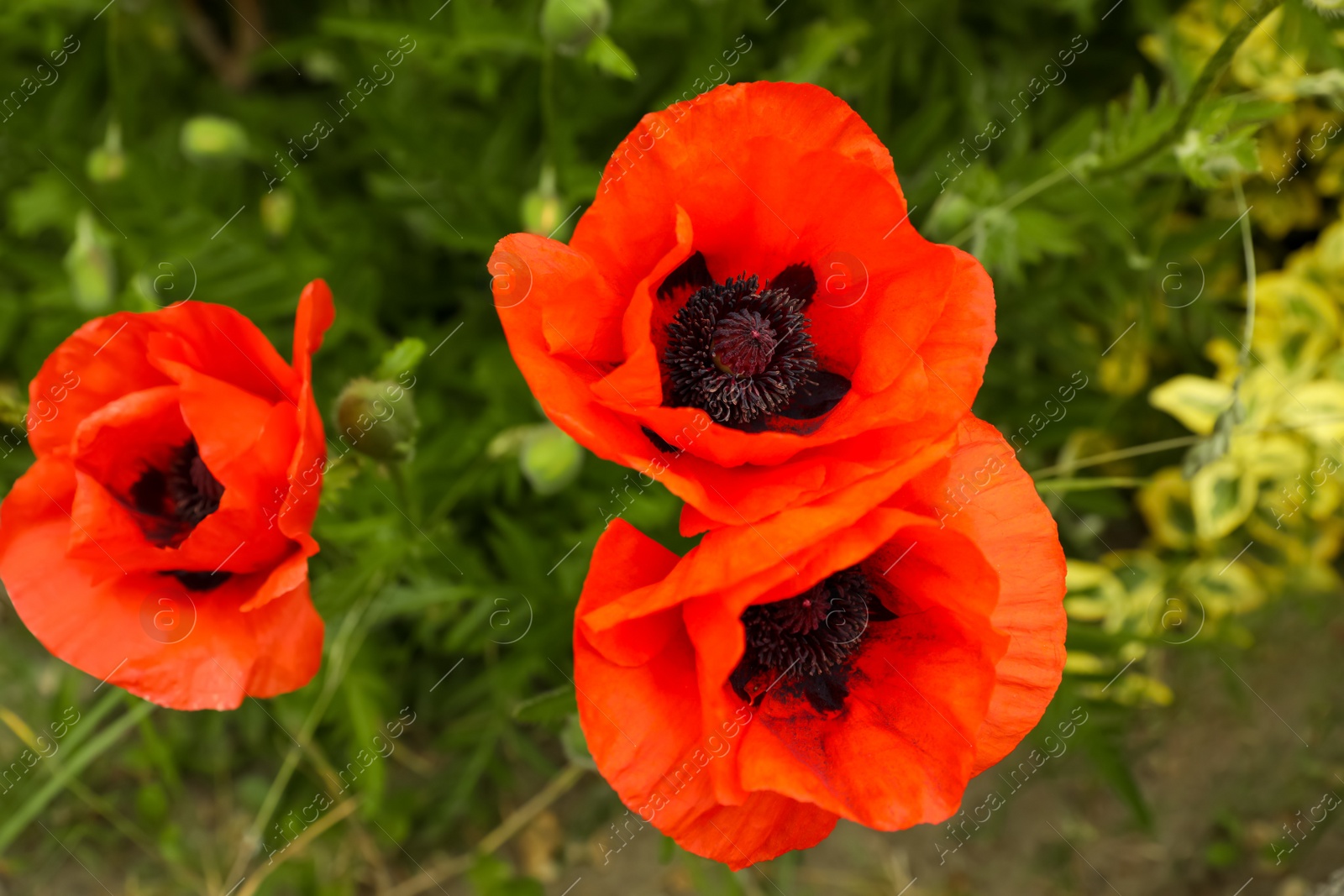 Photo of Beautiful red poppy flowers in garden, closeup