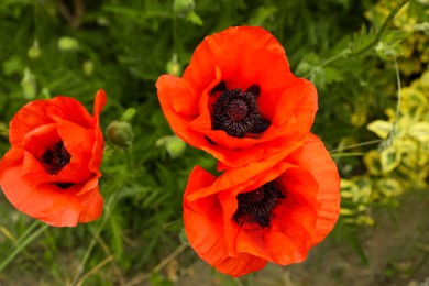 Photo of Beautiful red poppy flowers in garden, closeup