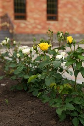 Photo of Beautiful blooming rose bushes in flowerbed outdoors