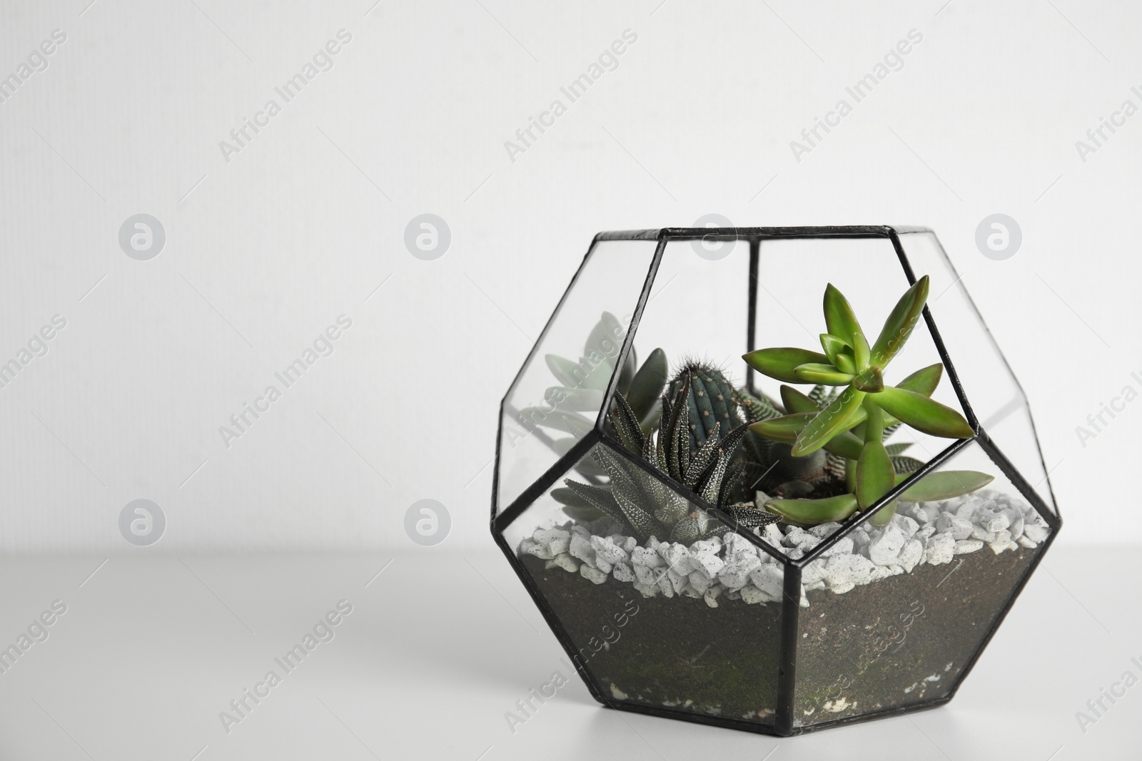 Photo of Glass florarium with different succulents on white background