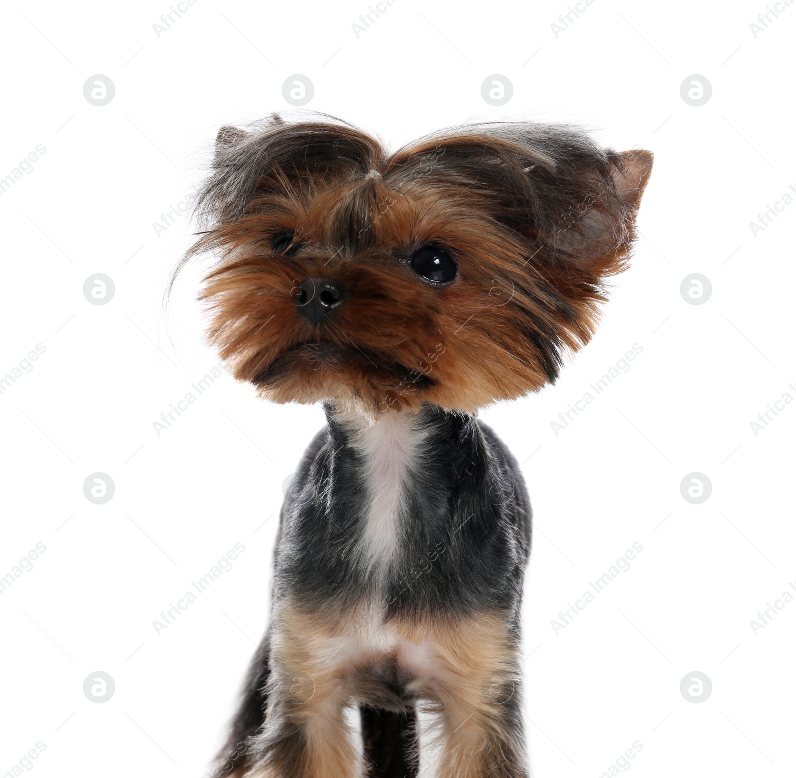 Photo of Cute Yorkshire terrier dog on white background