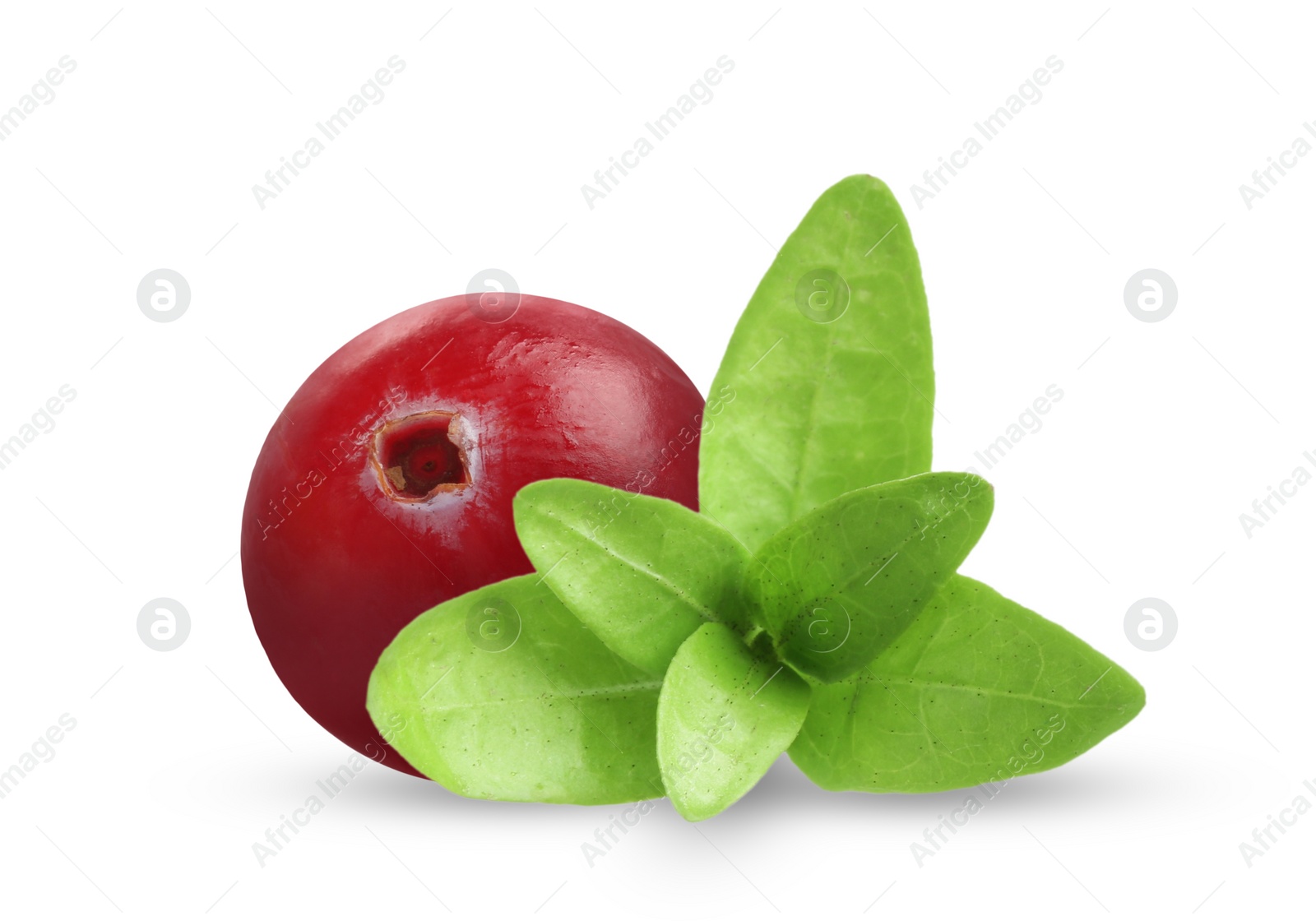 Image of One fresh ripe cranberry with leaves isolated on white