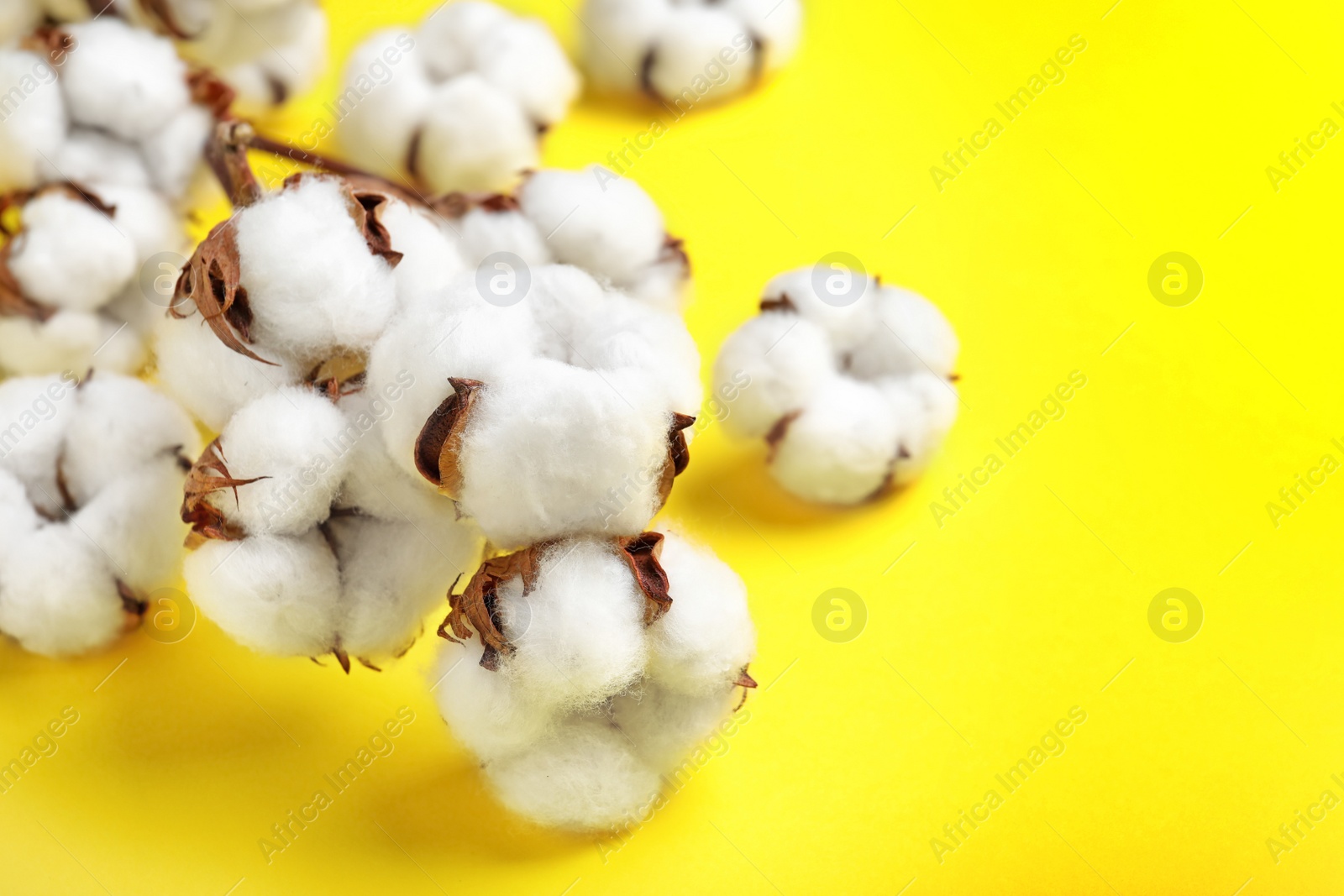 Photo of Fluffy cotton flowers on yellow background, closeup