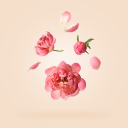 Image of Beautiful peony flowers flying on pink background