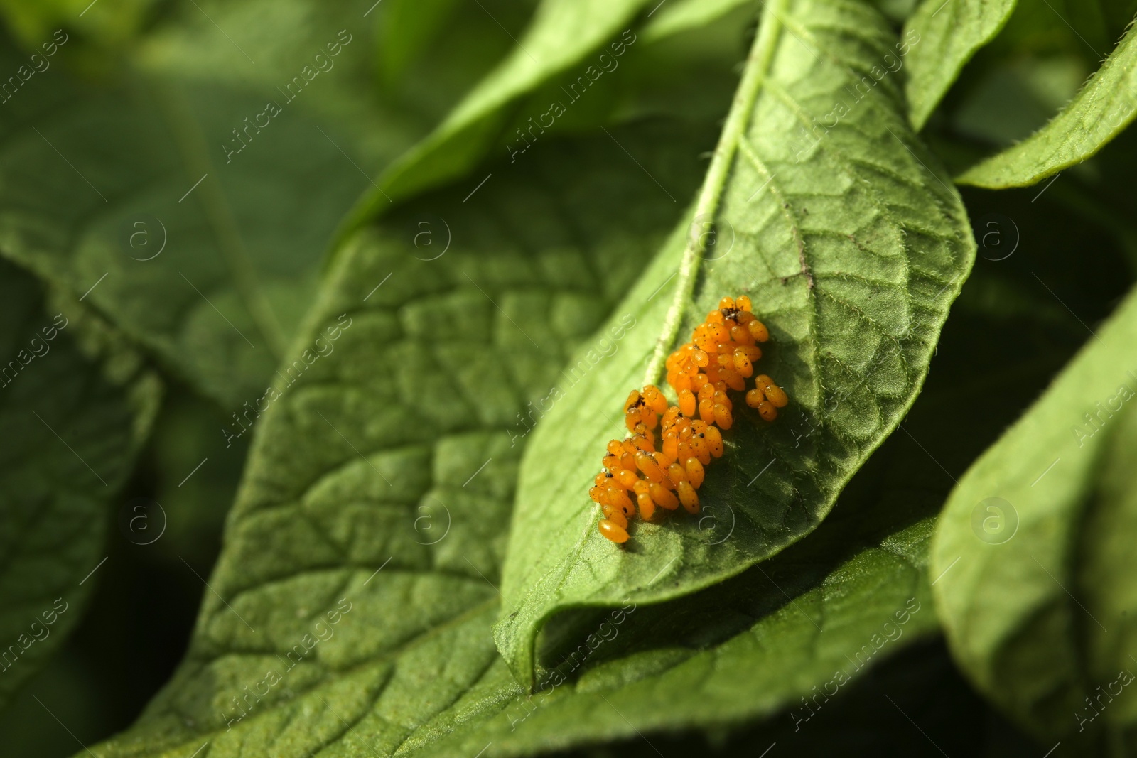 Photo of Colorado potato beetle eggs on green plant outdoors, closeup