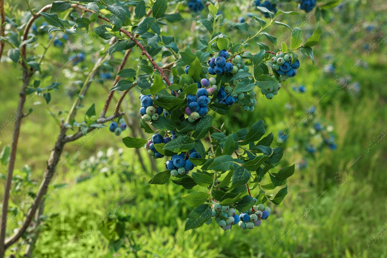 Photo of Bush of wild blueberry with berries growing outdoors