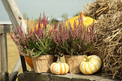 Beautiful heather flowers in pots, pumpkins and hay in wooden cart outdoors