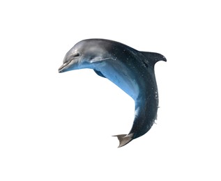 Image of Beautiful grey bottlenose dolphin on white background