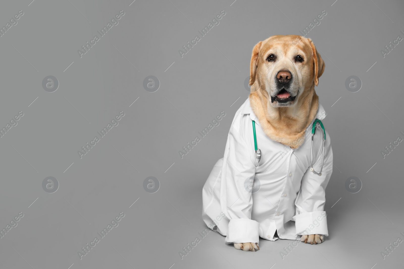 Photo of Cute Labrador dog in uniform with stethoscope as veterinarian on grey background. Space for text