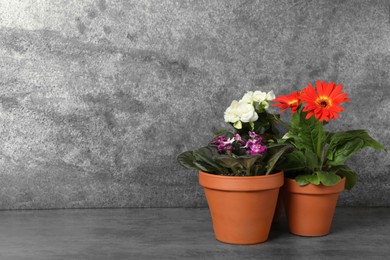 Photo of Different beautiful blooming plants in flower pots on grey table, space for text