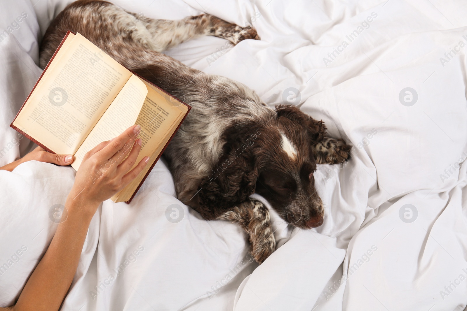 Photo of Adorable Russian Spaniel with owner in bed, closeup view. Space for text