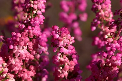 Photo of Heather shrub with beautiful blooming flowers outdoors on sunny day, closeup