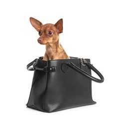 Cute toy terrier in female handbag isolated on white. Domestic dog