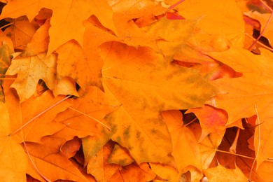 Image of Beautiful orange autumn leaves as background, top view