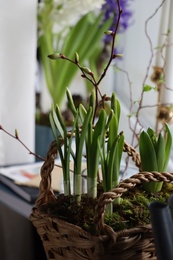 Photo of Spring shoots of Narcissus and Hyacinth planted in wicker basket on window sill, closeup