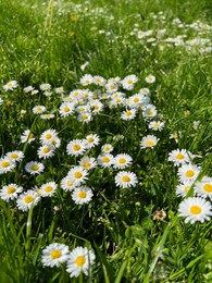 Photo of Beautiful white daisy flowers and green grass growing in meadow