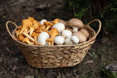 Photo of Wicker basket with different fresh mushrooms in forest