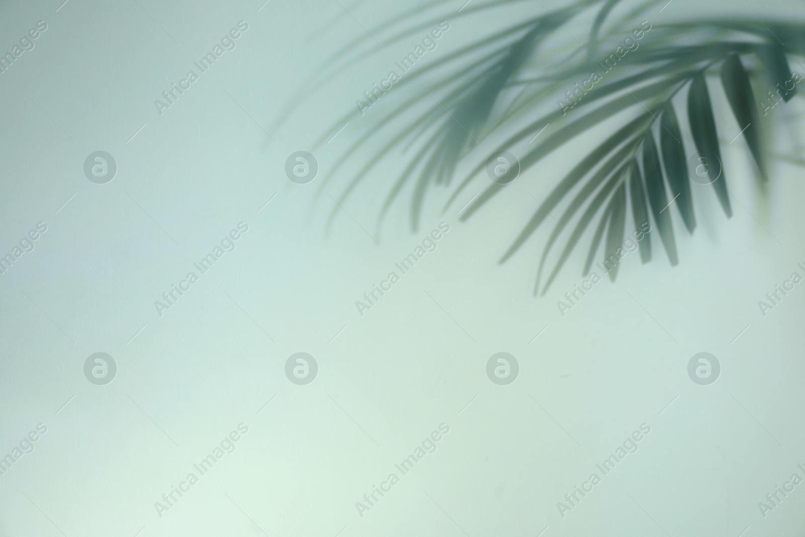 Photo of Shadow of tropical plant leaves on light background, space for text