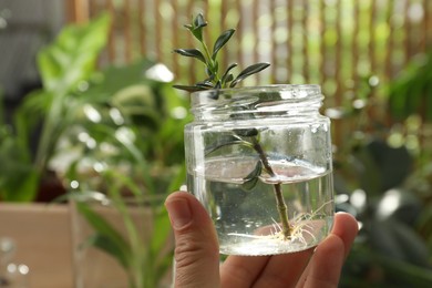 Photo of Woman holding jar with house plant on blurred background, closeup