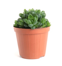 Photo of Succulent plant in flowerpot isolated on white. Home decor
