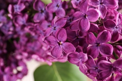 Photo of Closeup view of beautiful lilac flowers on blurred background