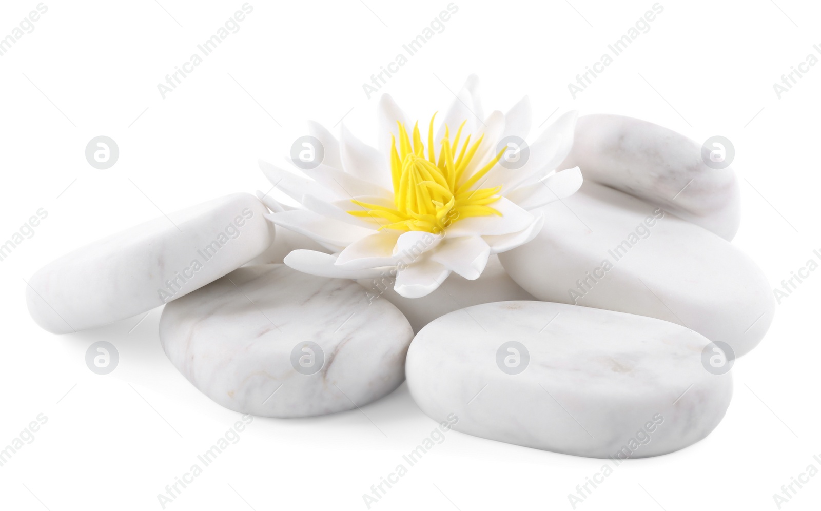 Photo of Beautiful lotus flower and stones on white background