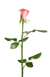 Photo of Beautiful rose flower on white background
