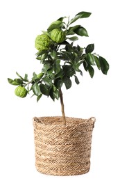 Photo of Bergamot tree with fruits in pot on white background