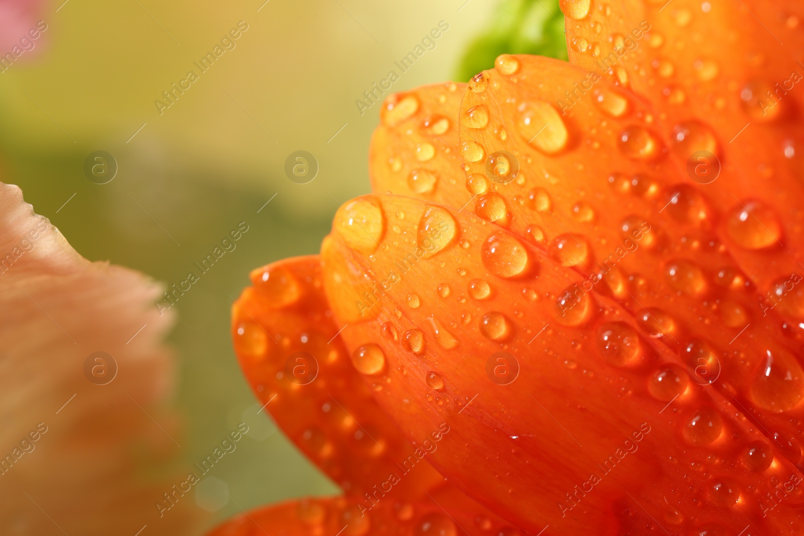 Photo of Beautiful flower with water drops, macro view