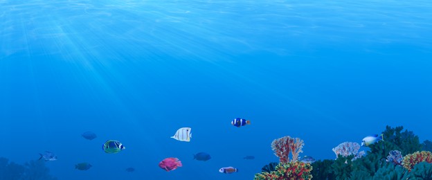 Image of Beautiful corals and different fishes in sea, banner design. Underwater world