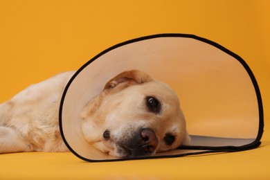 Sad Labrador Retriever with protective cone collar lying on orange background