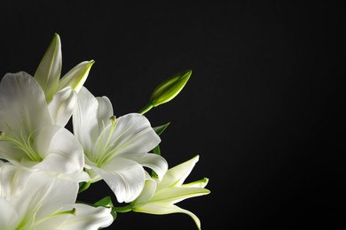 Photo of Beautiful white lily flowers on black background, space for text