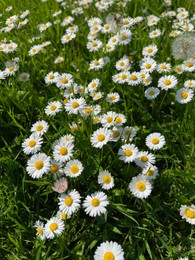 Photo of Beautiful white daisy flowers, dandelions and green grass growing outdoors