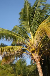 Photo of Beautiful palm trees with green leaves under clear blue sky