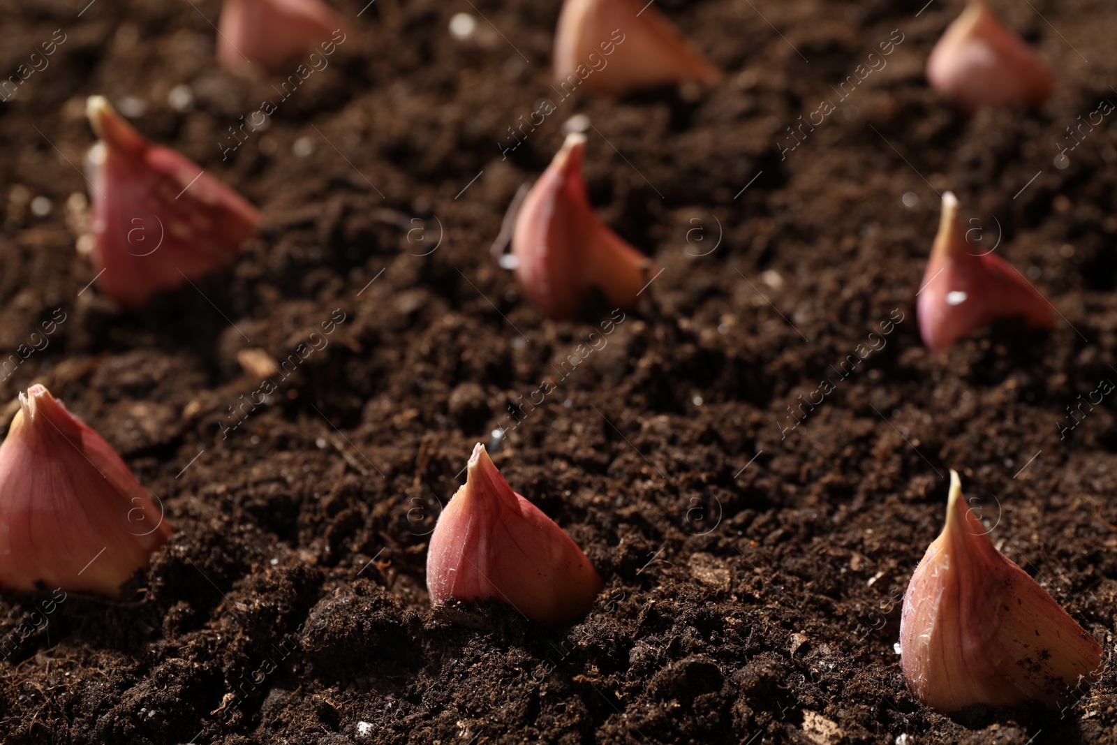 Photo of Garlic cloves in fertile soil, closeup. Vegetable planting