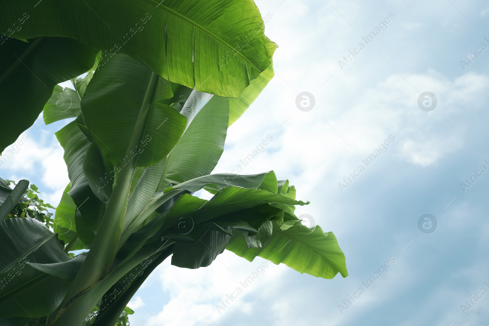 Photo of Fresh green banana plants against blue sky, low angle view. Tropical leaves