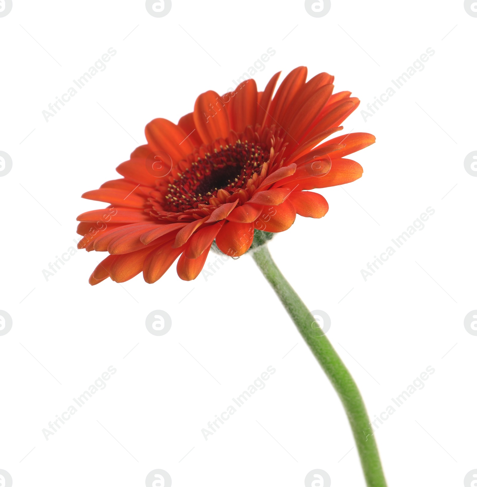 Photo of Beautiful orange gerbera flower isolated on white