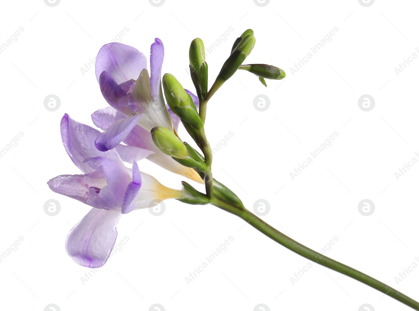 Photo of Beautiful violet freesia flower on white background