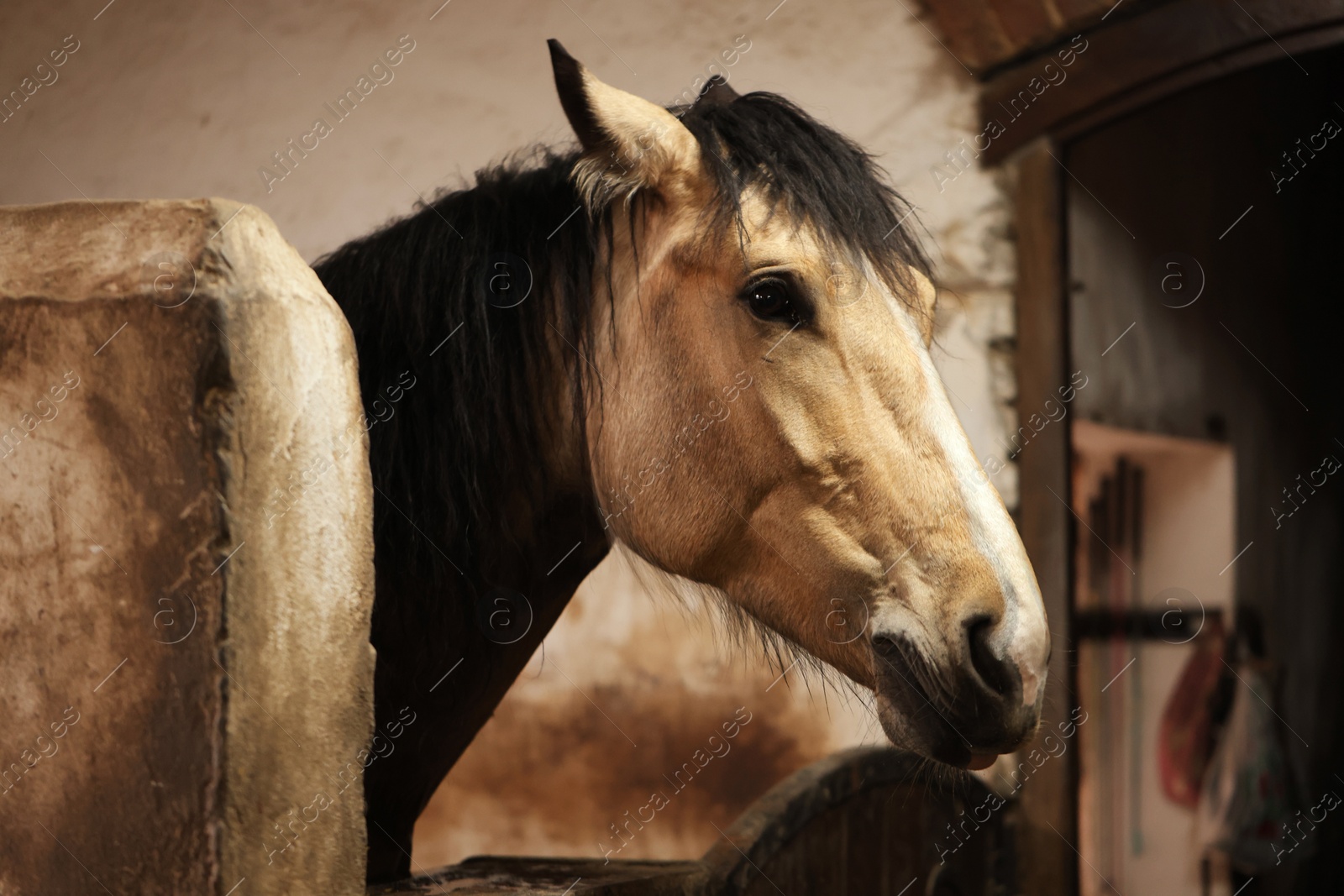 Photo of Adorable horse in stable. Lovely domesticated pet