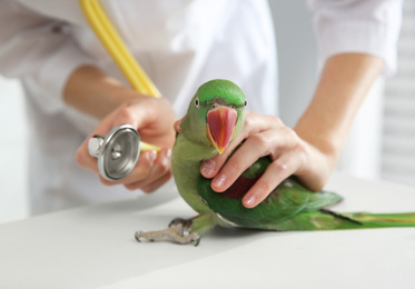 Photo of Veterinarian examining Alexandrine parakeet in clinic, closeup