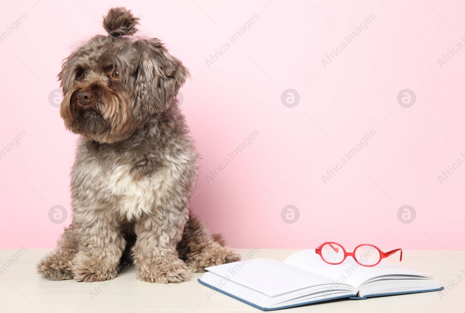 Photo of Cute Maltipoo dog with book and glasses on white table against pink background, space for text. Lovely pet