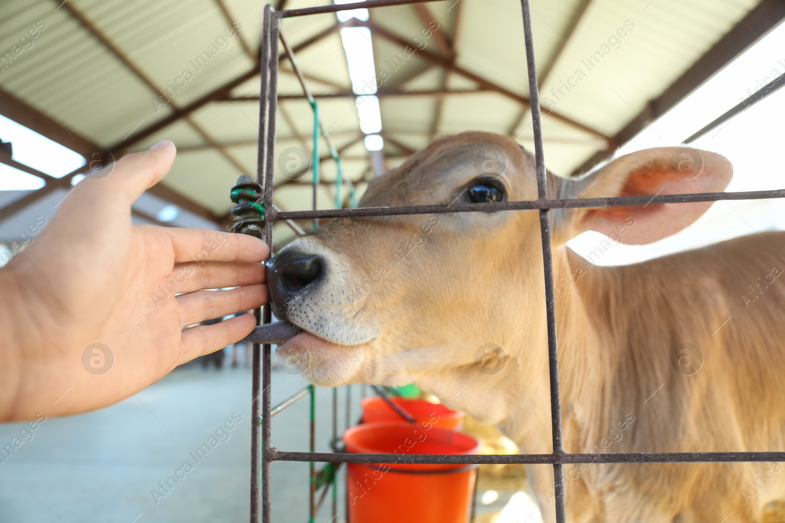 Photo of Woman stroking little calf on farm, closeup. Animal husbandry