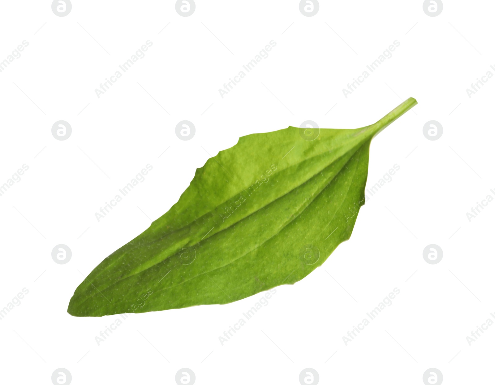 Photo of Fresh green broadleaf plantain leaf isolated on white