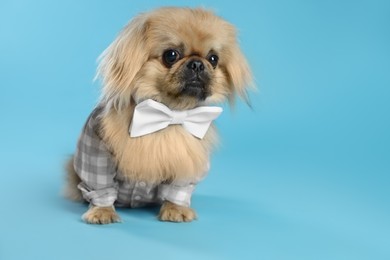 Photo of Cute Pekingese dog in pet clothes on light blue background. Space for text