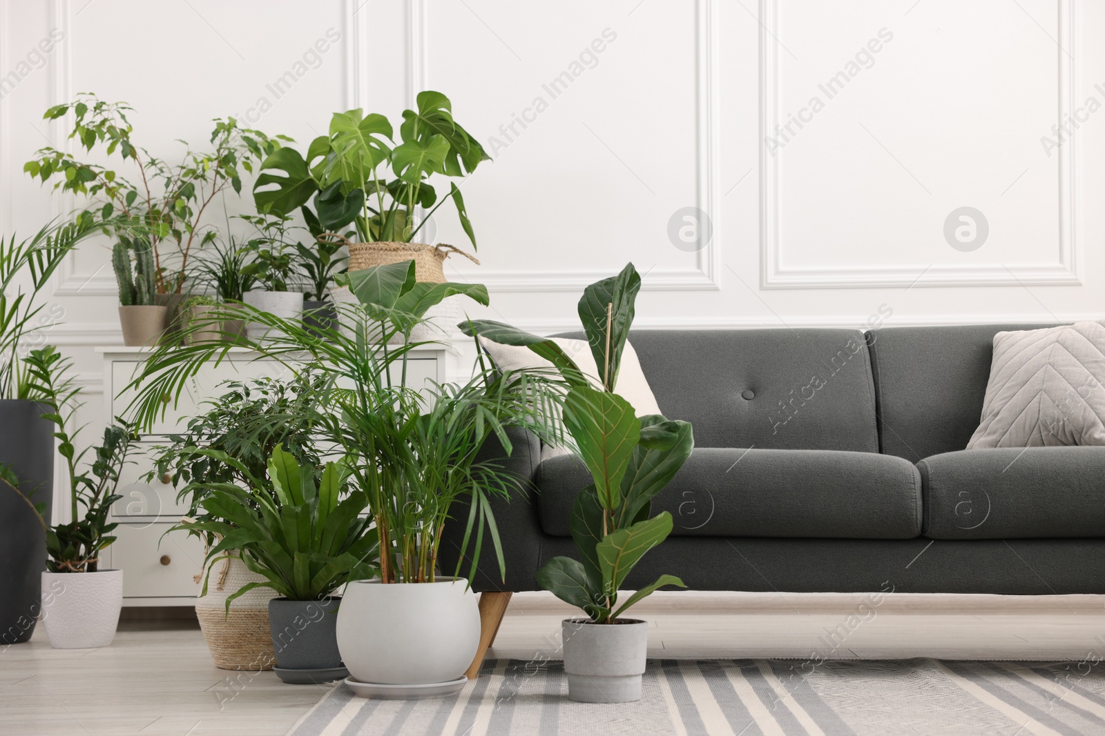 Photo of Cozy room interior with different potted green houseplants and comfortable sofa