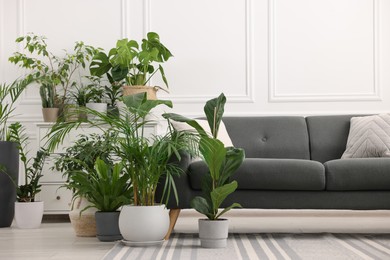 Cozy room interior with different potted green houseplants and comfortable sofa