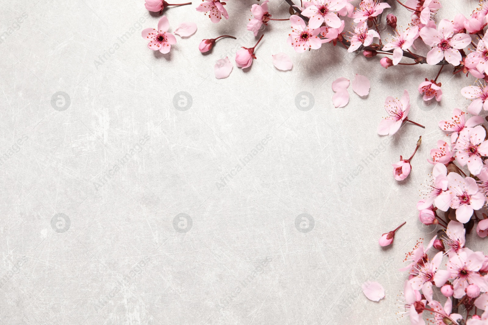 Photo of Cherry tree branch with beautiful pink blossoms on light stone table, flat lay. Space for text