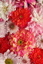 Photo of Many different beautiful chrysanthemums as background, closeup